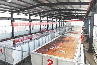 哈尔滨智能化水稻浸种催芽车间建设公司