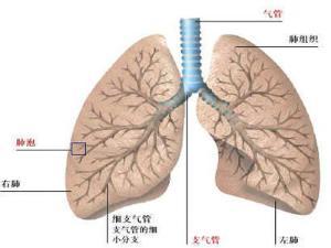 感染性疾病肺部结构图