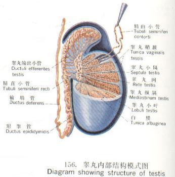 附睾良性肿瘤