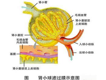 肾小管萎陷