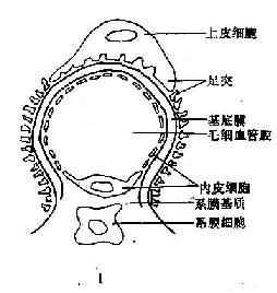 肾小球基底膜蛾噬现象