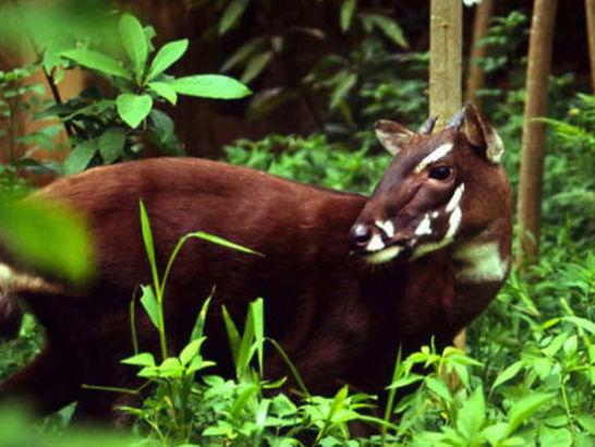 http://pic.baike.soso.com/p/20111126/scr-20111126152600-1825833223.jpg_