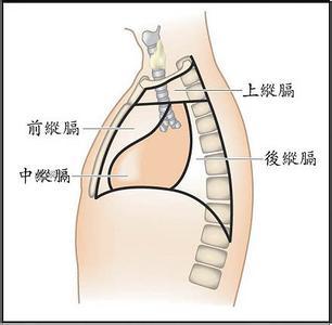 纵膈位于双侧胸腔之间,胸骨之后,脊柱侧面,上为颈部入口,下达膈肌.