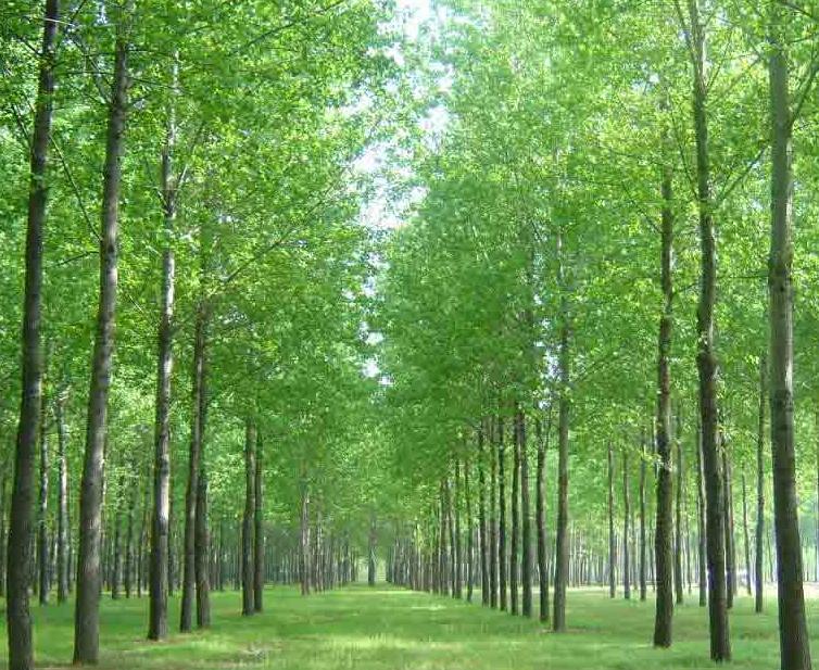 怎样营造杨树丰产林？