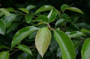 大叶樟正名为鸭公树(cinnamomum parthenoxylon(jack) nees),是中国