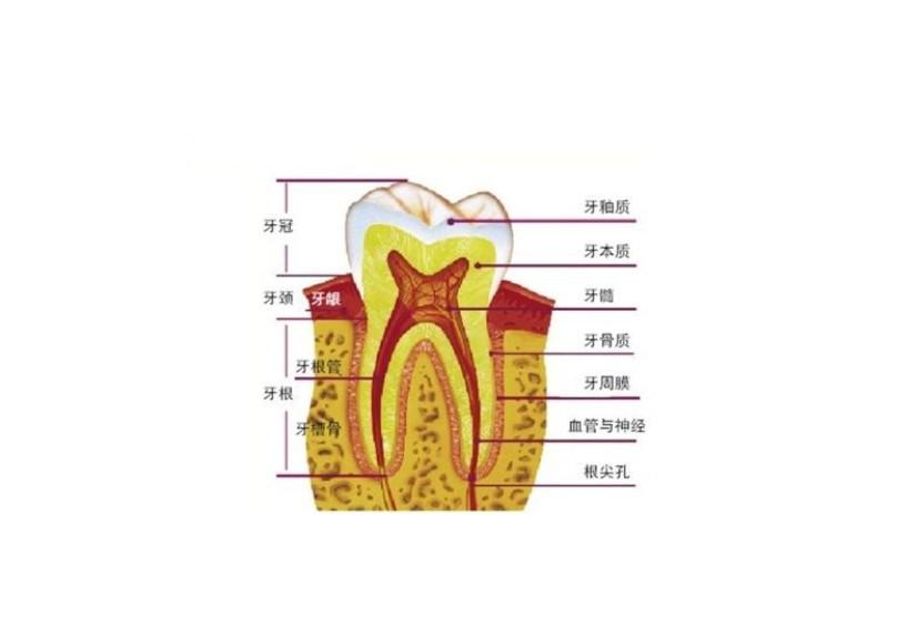 牙齿结构剖面图