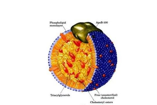 高密度脂蛋白