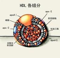 高密度脂蛋白