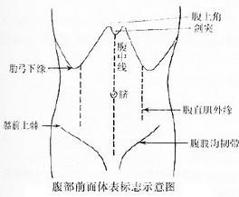 肋的夹角处称肾区