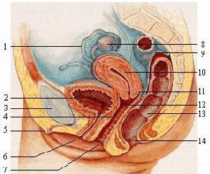 [2] 慢性盆腔炎是指女性内生殖器及其周围结缔组织,盆腔腹膜的慢性