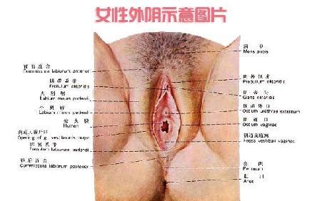 处女膜修补术-+搜搜百科