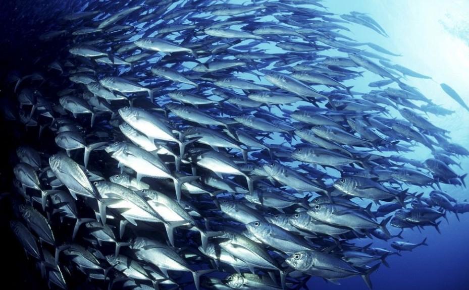 深海动物折纸大全图解_动物世界 深海动物折纸大全图解