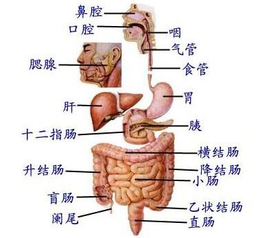 消化系统