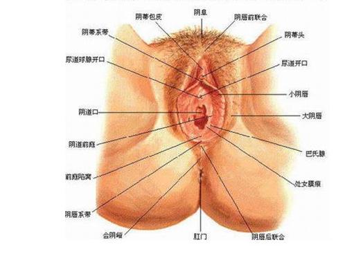 <em>女生殖器</em>+-+搜狗百科