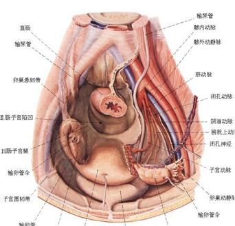 女生殖器