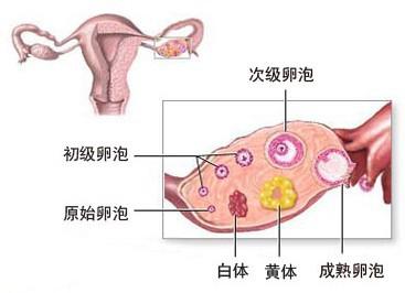 黄体破裂