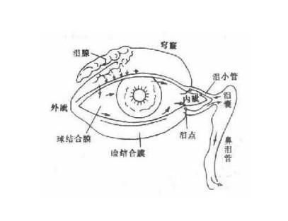 眼睛结构