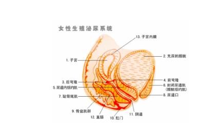 念珠菌性阴道炎