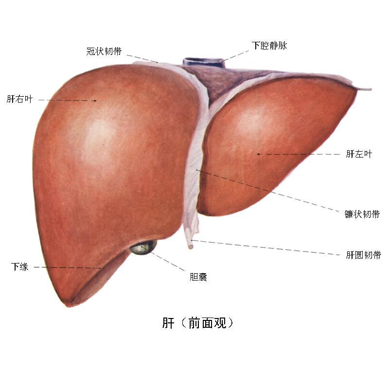 上部紧贴膈肌,与右肺和心脏相邻;下面与胃,十二指肠,结肠右曲相邻