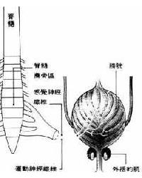 吉兰-巴雷综合征-+搜搜百科