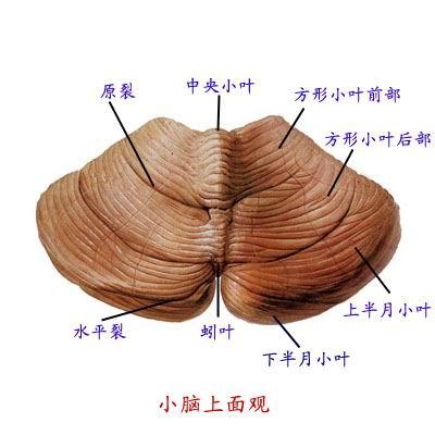 小脑 