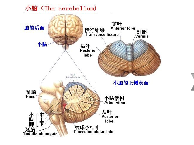 小脑畸形