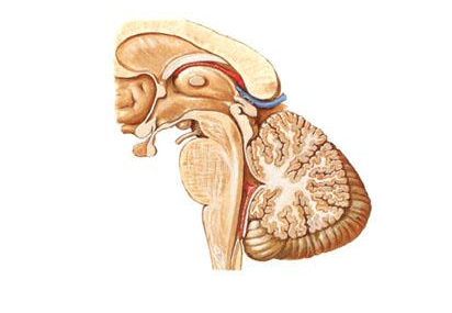 小脑分为小脑蚓部及小脑半球两大部 .