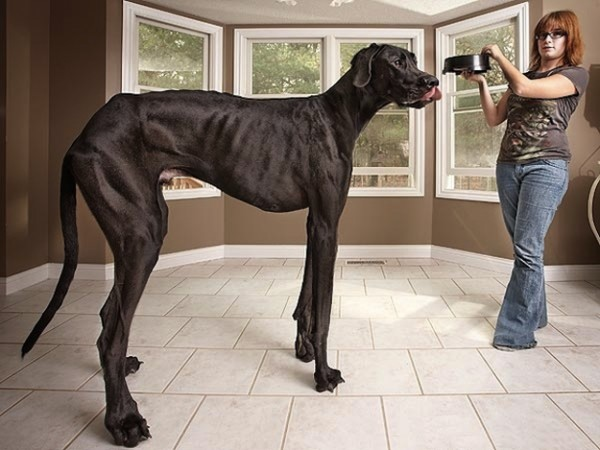 在大型的工作犬中,大丹犬是惟一体态匀称,可以轻松长途跋涉的犬.