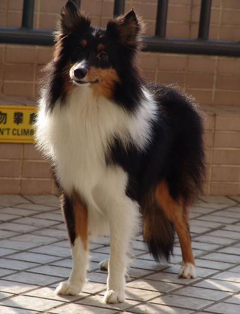 喜乐蒂牧羊犬