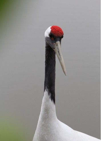 自古以来,丹顶鹤头上的"丹顶"常常被认为是一种剧毒物质,称为"鹤顶红