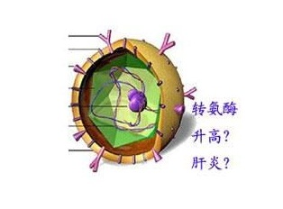 谷丙转氨酶偏高