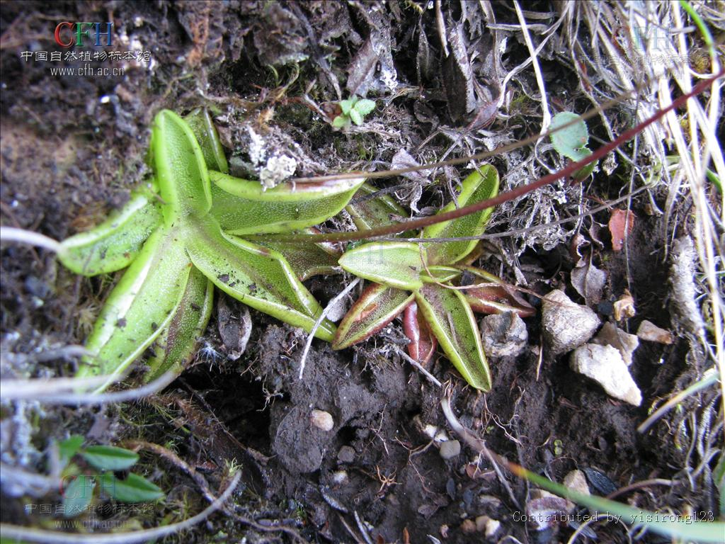 高山捕虫堇