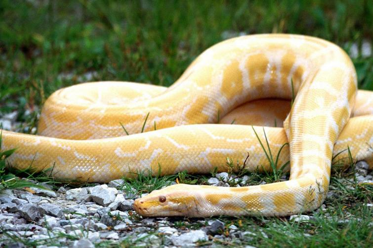 蟒蛇——黄金蟒
