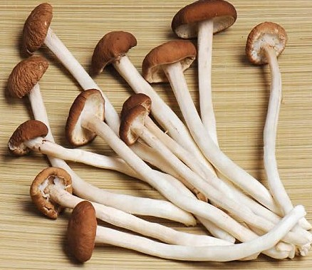 茶树菇