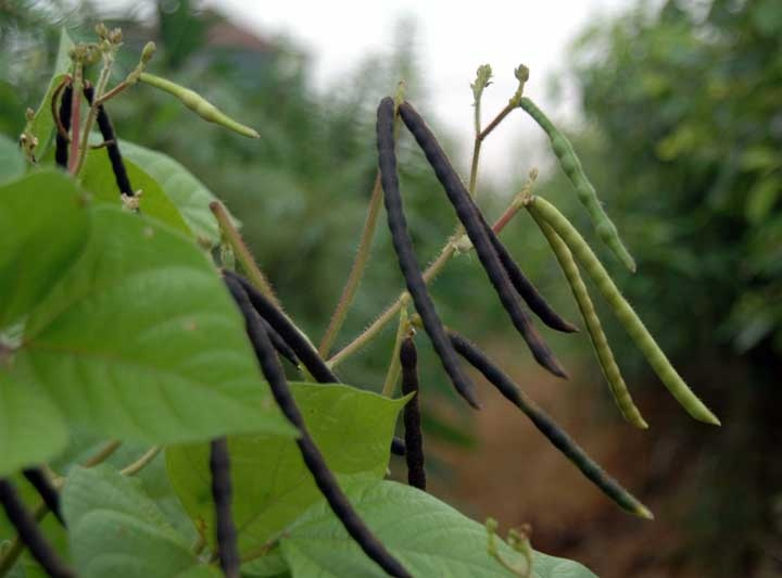 播种夏玉米或谷子时,赤豆随之下种,定苗红豆; 红豆- 搜狗百科