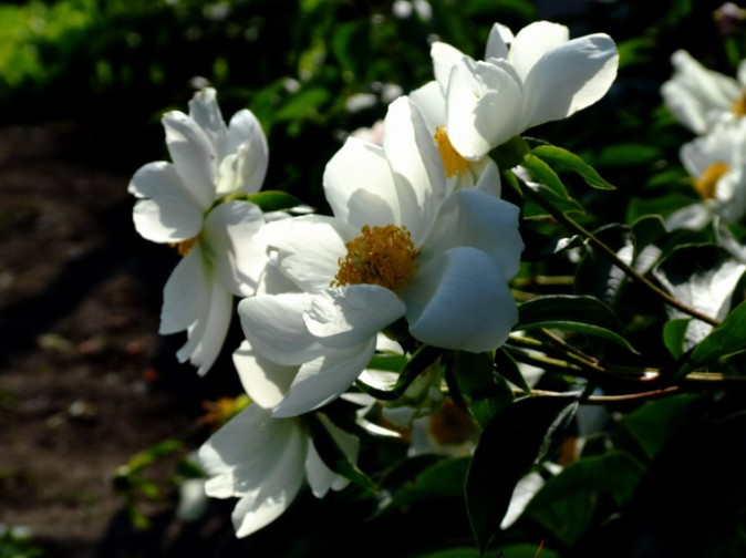 白芍药+-+搜狗百科