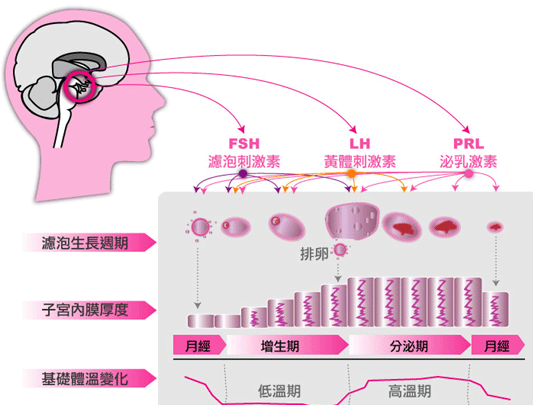 月经周期+-+搜搜百科