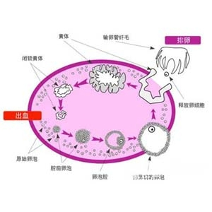 月经周期+-+搜狗百科