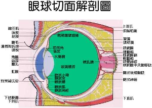 眼肌包括运动眼球和眼睑的肌肉.