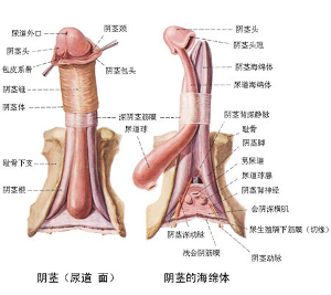 阴茎 - 搜搜百科