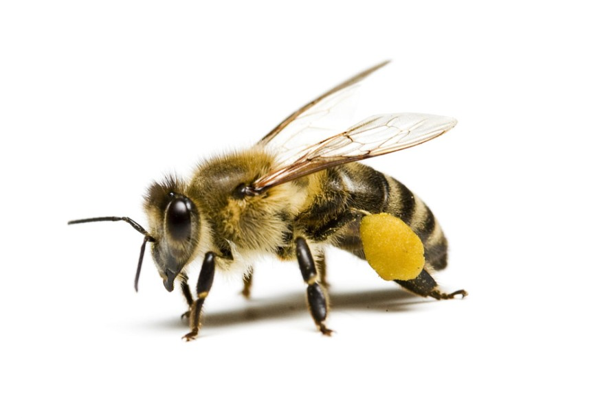 蜜蜂的资料