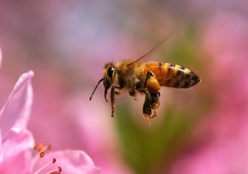 蜜蜂的种类