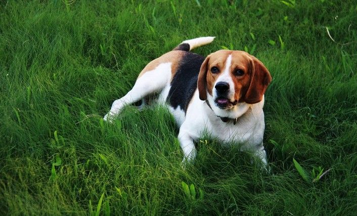 比格犬