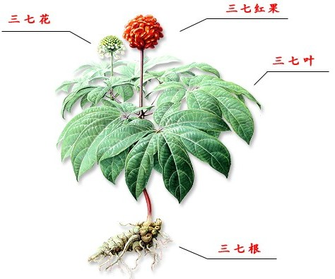 三七植物图片