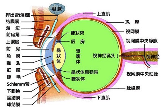 眼睛