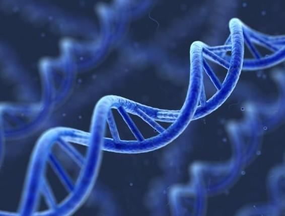 基因工程进展图片