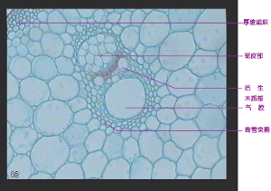 根据细胞的形态,厚壁组织可分为石细胞(sclereid或 stone cell)和