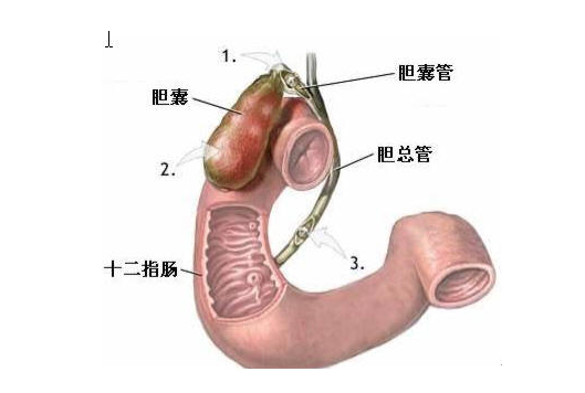 摘要        十二指肠高度扩张系胃空肠输入袢