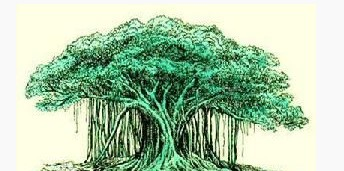 块根类植物百科 20131205100237-1995474588.jpg