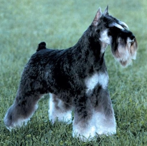 分别为巨型,标准型和小型雪纳瑞犬;三个品种中,标准雪纳瑞犬的历史最